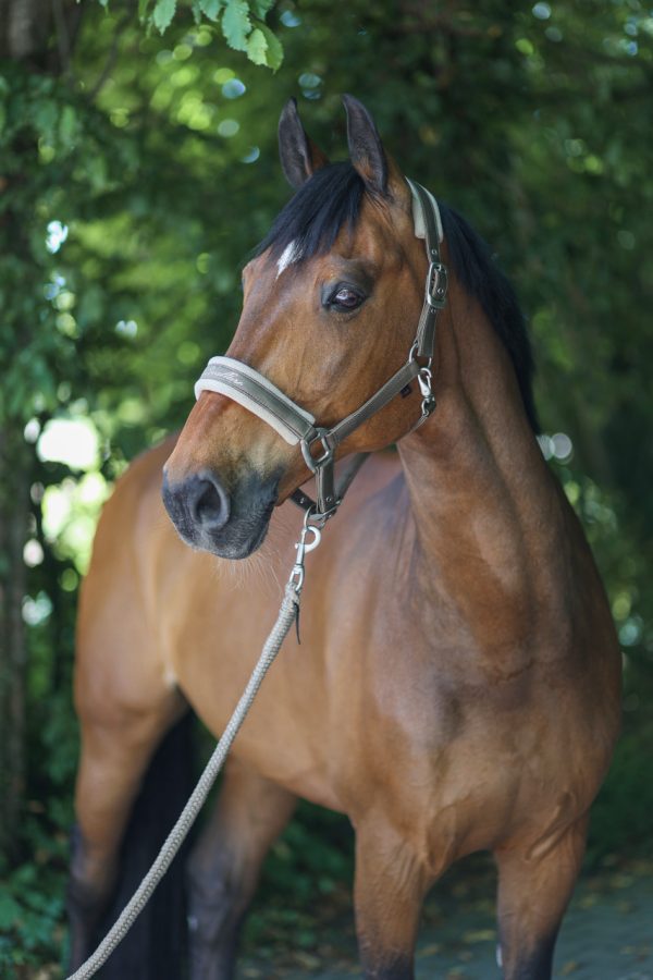 Cavalliero kötőfék COB avocado 3224432