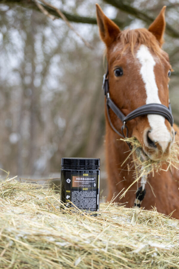 QUEBECK HERBABIOM – probiotikumos emésztésjavító, 800g - Image 2