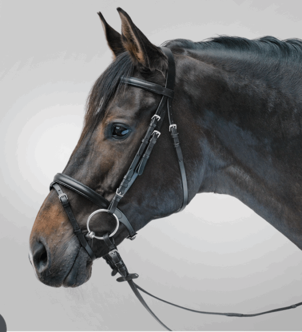 Waldhausen STAR kantár Lifestyle COB fekete 68047001-VB